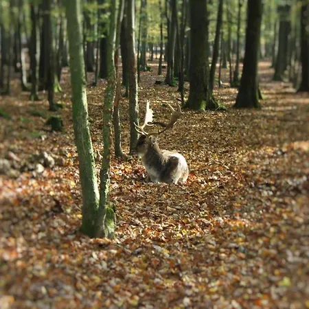 Cozy In Hiking Region Trubenhausen
